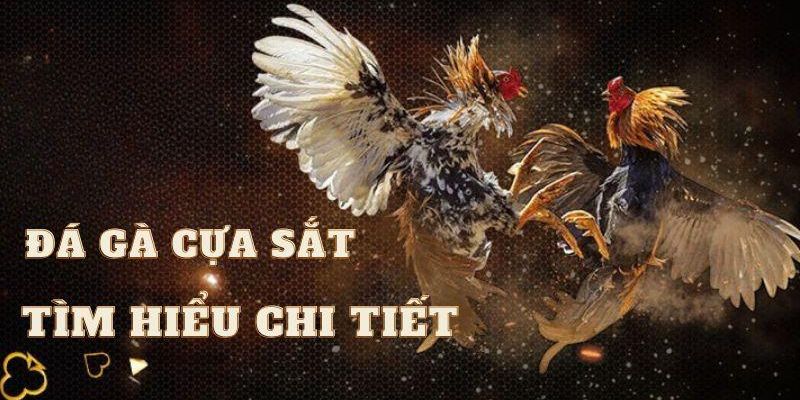 Hình thức chọi gà phổ biến tại đà gá J88