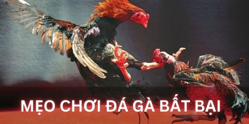 Bí quyết đặt cược đà gá J88 dễ trúng thưởng
