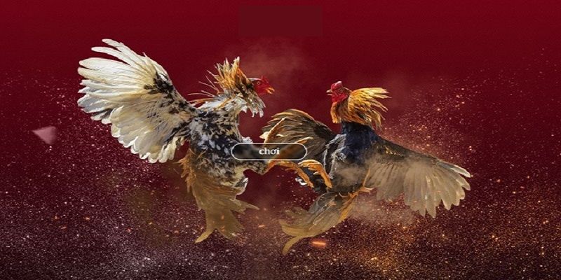 Ưu điểm khi tham gia trải nghiệm đà gá J88